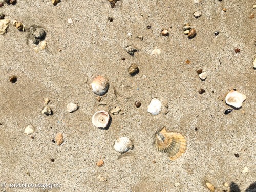 Alto Salento spiaggia delle conchiglie