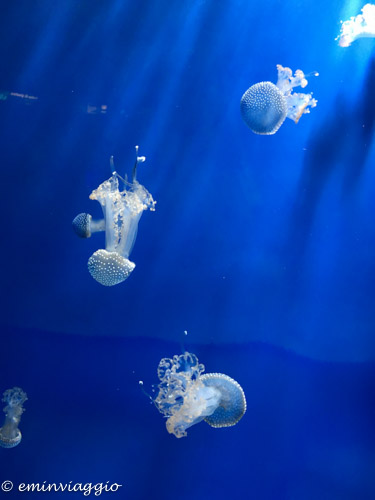 acquario-di-genova-meduse